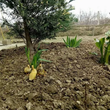 Near With Private Bathroom * بيرات